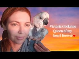 In Memory of Queen Victoria Cockatoo