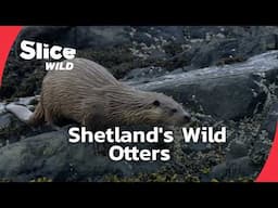 The Otters of Shetland: A Family’s Struggle for Survival | SLICE WILD | FULL DOC