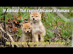 ❗19 Animals That Evolved Because of Humans 🧲 Human Impacts on Animals