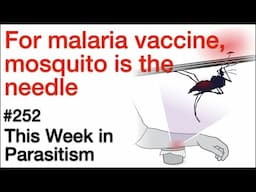 TWiP 252: For malaria vaccine, mosquitio is the needle