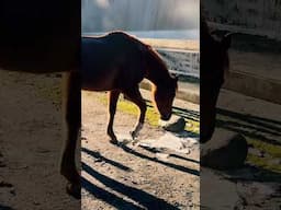 Just Gracie Munching On Some Ice! 🧊🤣 #horsebehavior #funny #shortsfeed