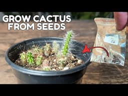 grew cactus seeds and this is how it went