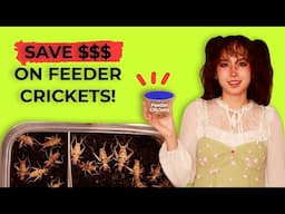 How to Breed and Raise Crickets at Home | Save Money on Feeder Insects!