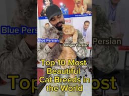 Top 10 Most Beautiful Cat Breeds in the World #Persian #cat #pet #amitalbinopets  #animals