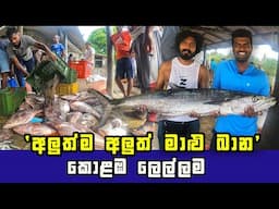 Witness the Daily Unloading of the Freshest Seafood Haul in Colombo