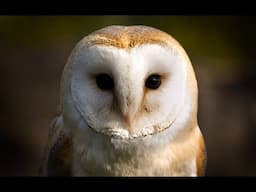 Owl Documentary - Fascinating Facts About Owls (New Documentaries)