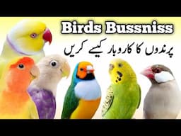 Birds business ideas | How to Start Birds Bussniss and Eran money | Parrots and Finch Birds business