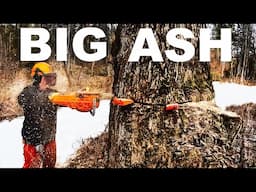 LOGGING MAN CUTS DANGEROUS HUGE 48" WIDE ASH TREE CUTTING ON DANGEROUS ICE!