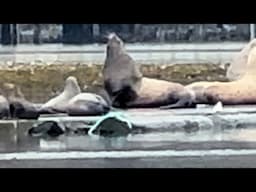 OMG!!! Sound up!!! Giant water lions!!! 😂 bickering stellar sea lions in Kodiak Alaska!