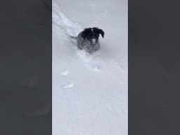 Puppies First Snow, South Louisiana #puppy #dog #snow