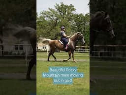 Rocky mountain horse mare showing her beautiful saddle rack gait!