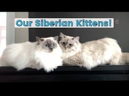 Our Family got BIGGER! Welcoming Siberian Kittens