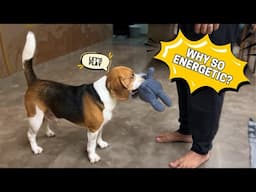 Will a Beagle Fit into Your Lifestyle? Take This Quiz