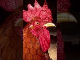 Fear of Chickens🐔 Chicken Facts for Kids🐣 Educational Videos for Kids #kidsshorts #forkids #kidsreel