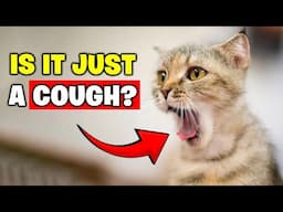 Why Is Your Cat Coughing TOO MUCH?