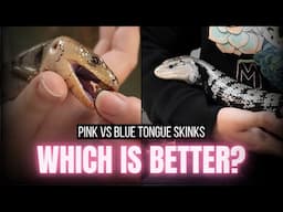 Pink vs Blue Tongue Skinks | Care, Diet, Setup, Handling & More