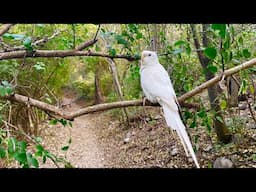 Best Cockatiel Relaxing Sounds - Cockatiel Singing video