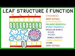 Leaf Structure and Function