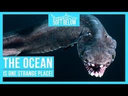 The 5 Strangest Animals In The Ocean