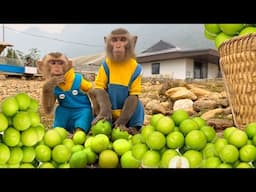 Bim Bim medicine followed his father to pick green apples in the garden