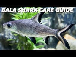 Bala Shark Care Guide - Tank Size & Set Up, Tank Mates, Growth Rate & Breeding - Silver Sharks