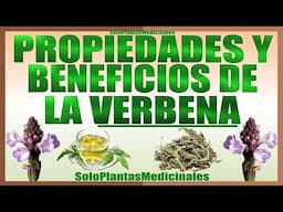 [Verbena]  Propiedades y Beneficios  de la Verbena - Te de Verbena Propiedades para la Salud