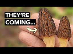 Preseason Morel Mushroom Hunting Tips