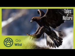 Alpine Peaks (Alpes) | Tales of Nature 5/10 | Go Wild