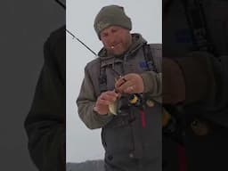 Really is nothing like it!! They also are great to eat! #icefish #fishing #shorts #subscribe