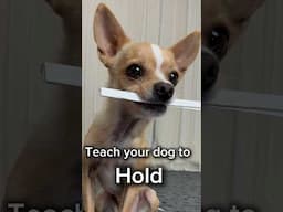 Teach your dog to hold - dog trick tutorial