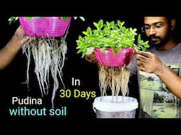 How to grow Pudina without soil in plastic bucket | Mint / Pudina in hydroponic system