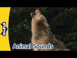 🔊 Amazing Animal Sounds! | Noisy Creatures of the Wild | Humpback Whale, Baboon, Meerkat |Little Fox