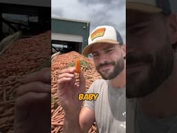 How Baby Carrots Are Made! #farming #howitsmade