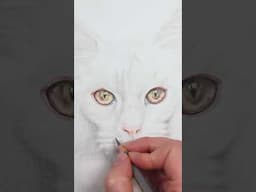 Let's Draw... A White Cat #drawing #colorpencil #whitecat #animaldrawing #arttips #colourpencil