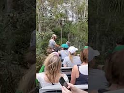 Wooten's Buggy Ride, Everglades, Florida