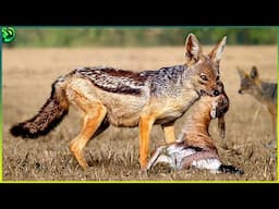 15 Extraordinary Moments of Jackals Preying on Animals