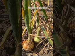 When to dig up onions? #onion #onions #harvest