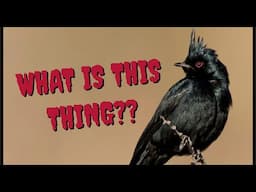 5 Facts About the "Black Cardinal" (Phainopepla) | Call/Song, Name Origin, Diet, Feeding, Group