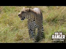 Watching a LEOPARD on a Wild Windy Day | Maasai Mara | Zebra Plains Safari