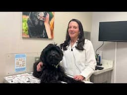 Everything You Need To Know About Pet Urgent Care With Dr. Michele Drake