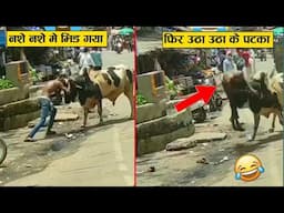 चला था बाहुबली बनने सांड ने तो रेल बना दी 😂🤣ll when Animal messed with wrong opponent