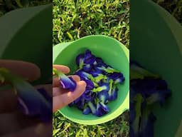 The versatile and beautiful Butterfly Pea