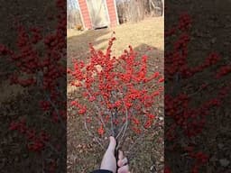 Berry Beauty in Winter: Gorgeous for You, Tasty for the Birds 🍓