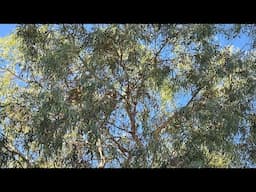 LIVE Koala Cam 2025 First koala visits for the year 🐨