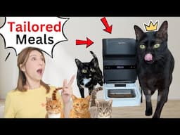 How to Feed Multiple Cats with Special Diets