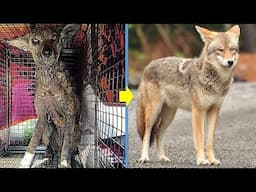 Rescue a Poor Coyote with Severely Mange and Had Given Up Hope Gets Recover