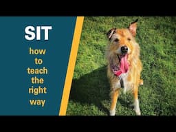 Teach a puppy to SIT | The RIGHT way to teach a dog to sit | How to lure a dog correctly