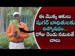 ఈ మొక్క ఆకులు షుగర్ బాధితులకు దివ్యౌషధం.. రోజు రెండు నమిలితే చాలు..| Eagle Media Works