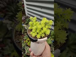 Sedum tokyo sun | bikolanahardinera #shortvideo #succulent #sedum