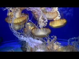 Sea Jellies (Jellyfish) at the Aquarium of the Pacific in Long Beach, California